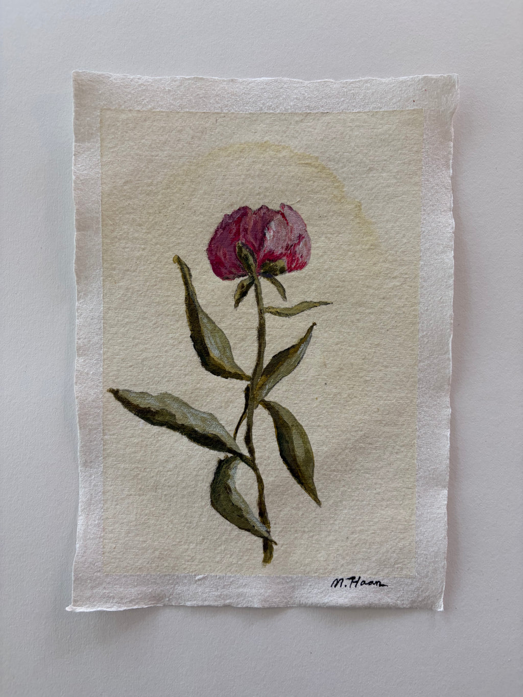 A Single Peony