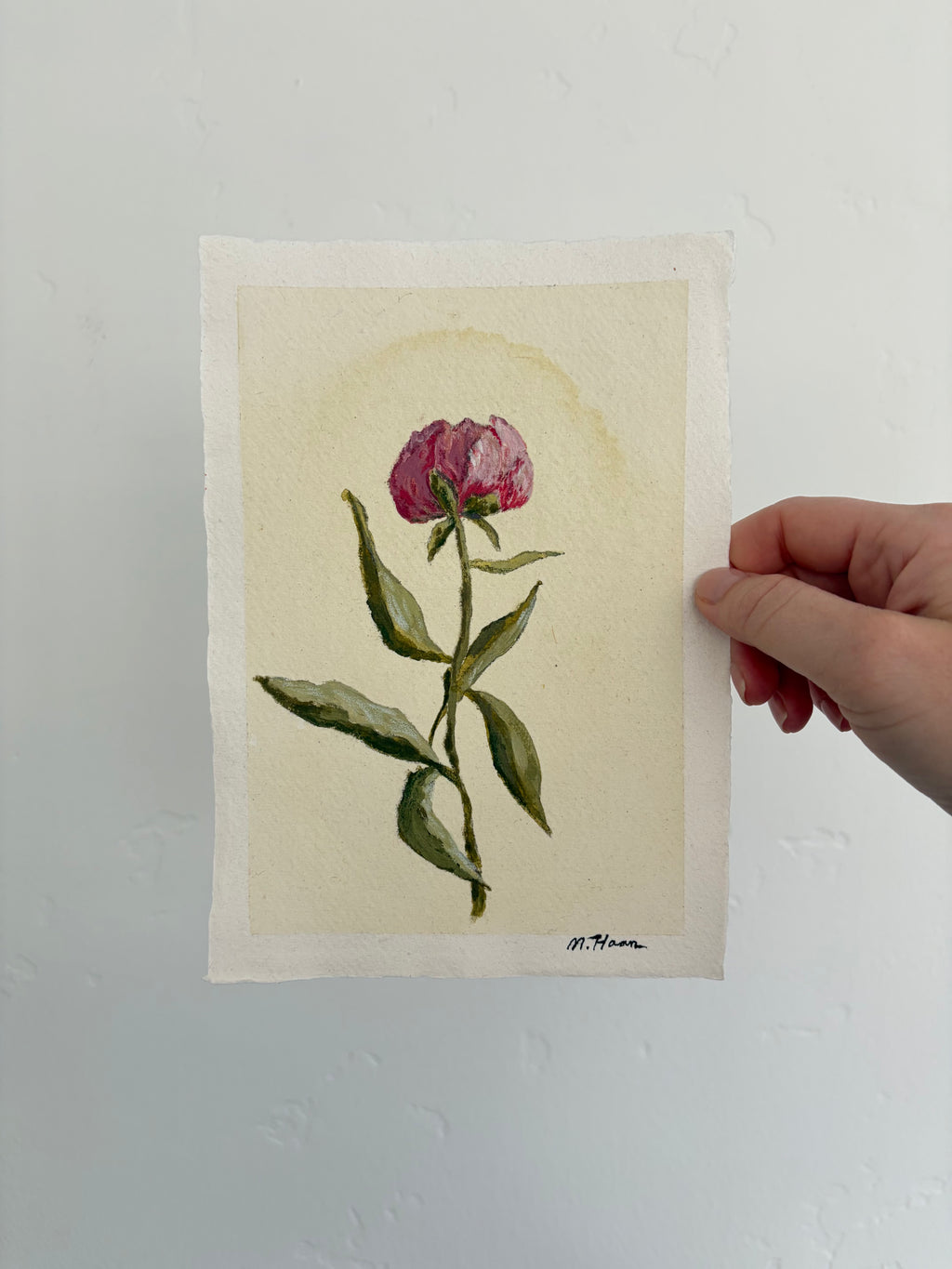 A Single Peony